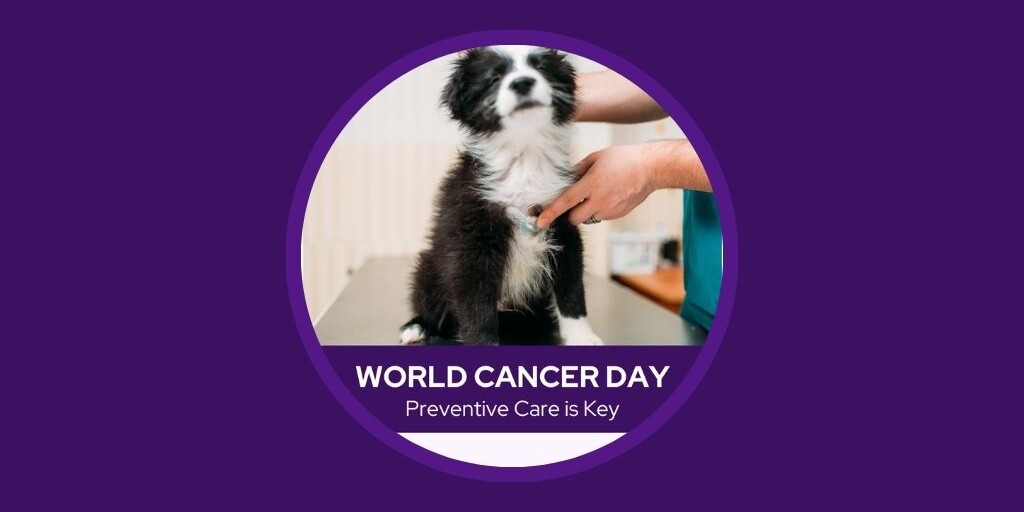 9 Fantastic Veterinary Marketing Ideas for February - Vetstoria