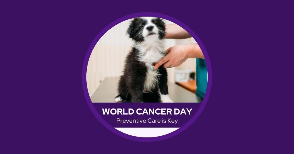 9 Fantastic Veterinary Marketing Ideas for February - Vetstoria