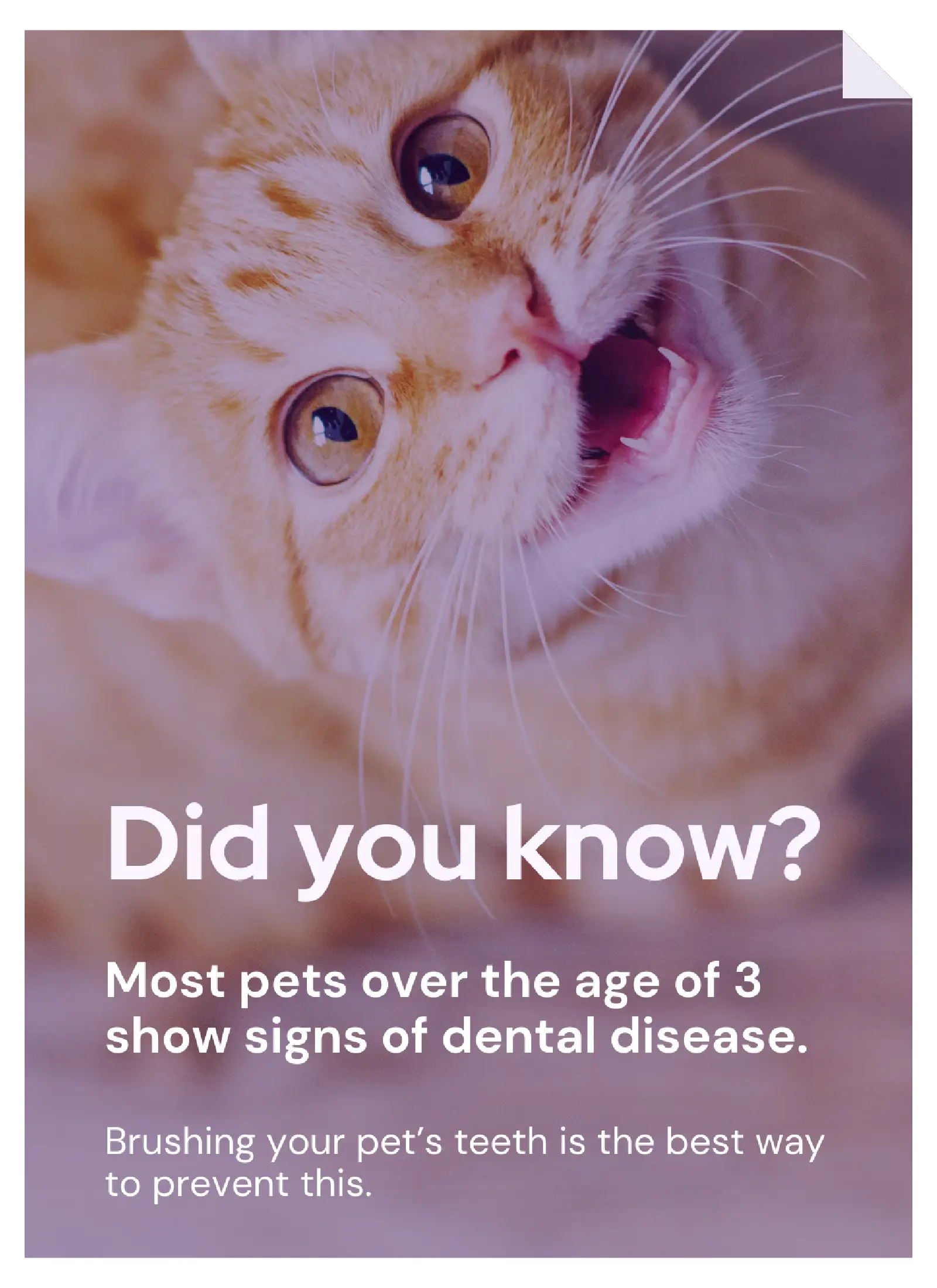 Vetstoria content pack - brush your pet's teeth feature image 1