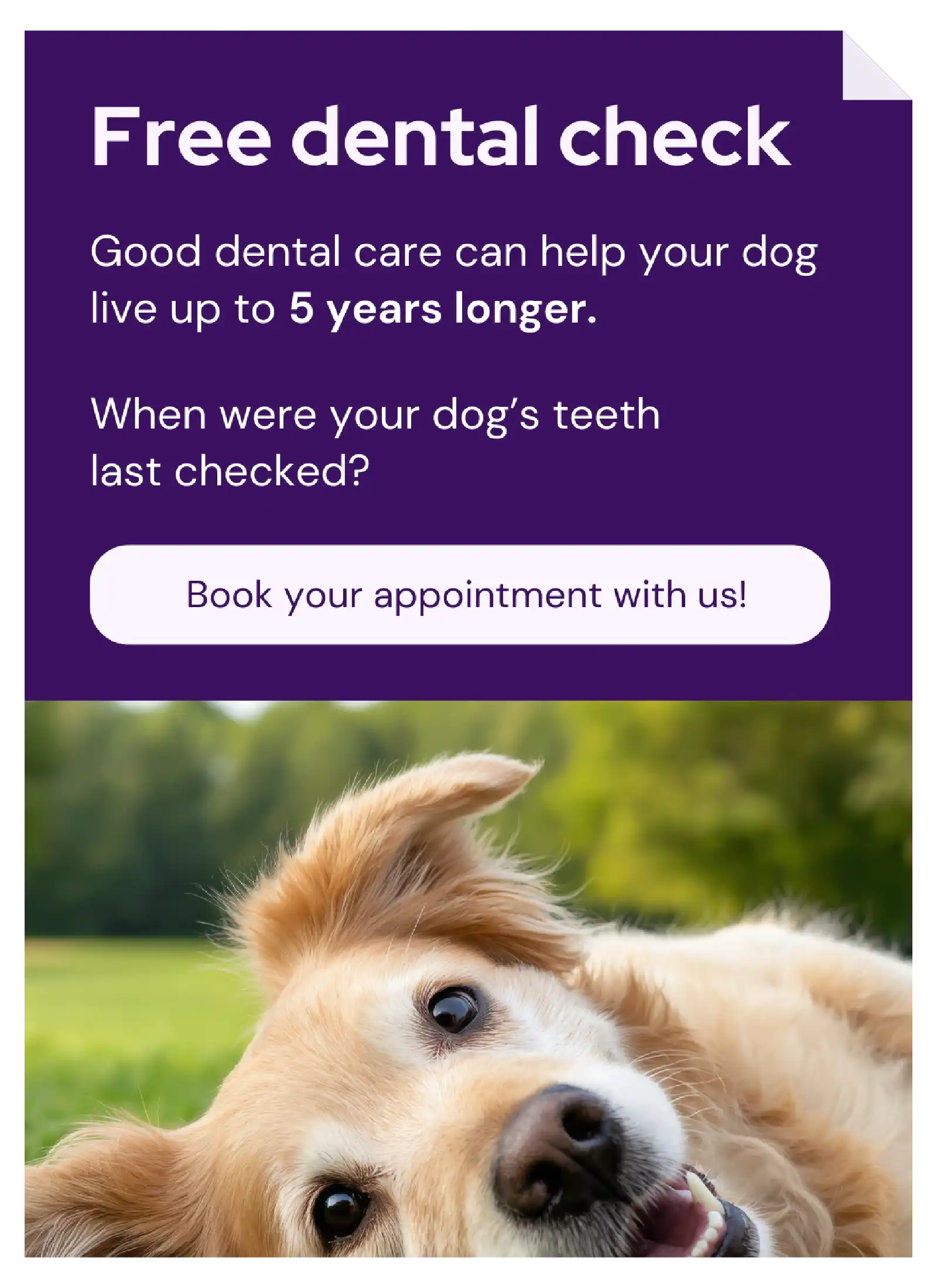 Vetstoria content pack - dental check feature image 2