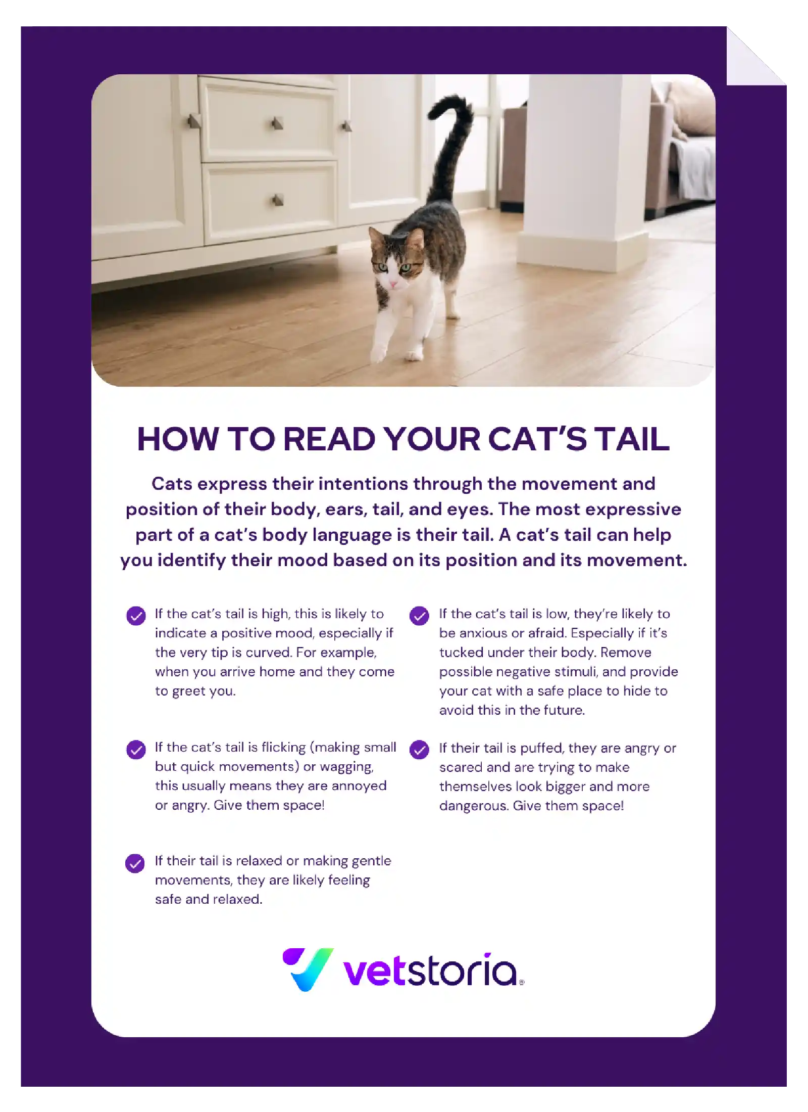 Vetstoria content pack - understanding pet body language feature image 1