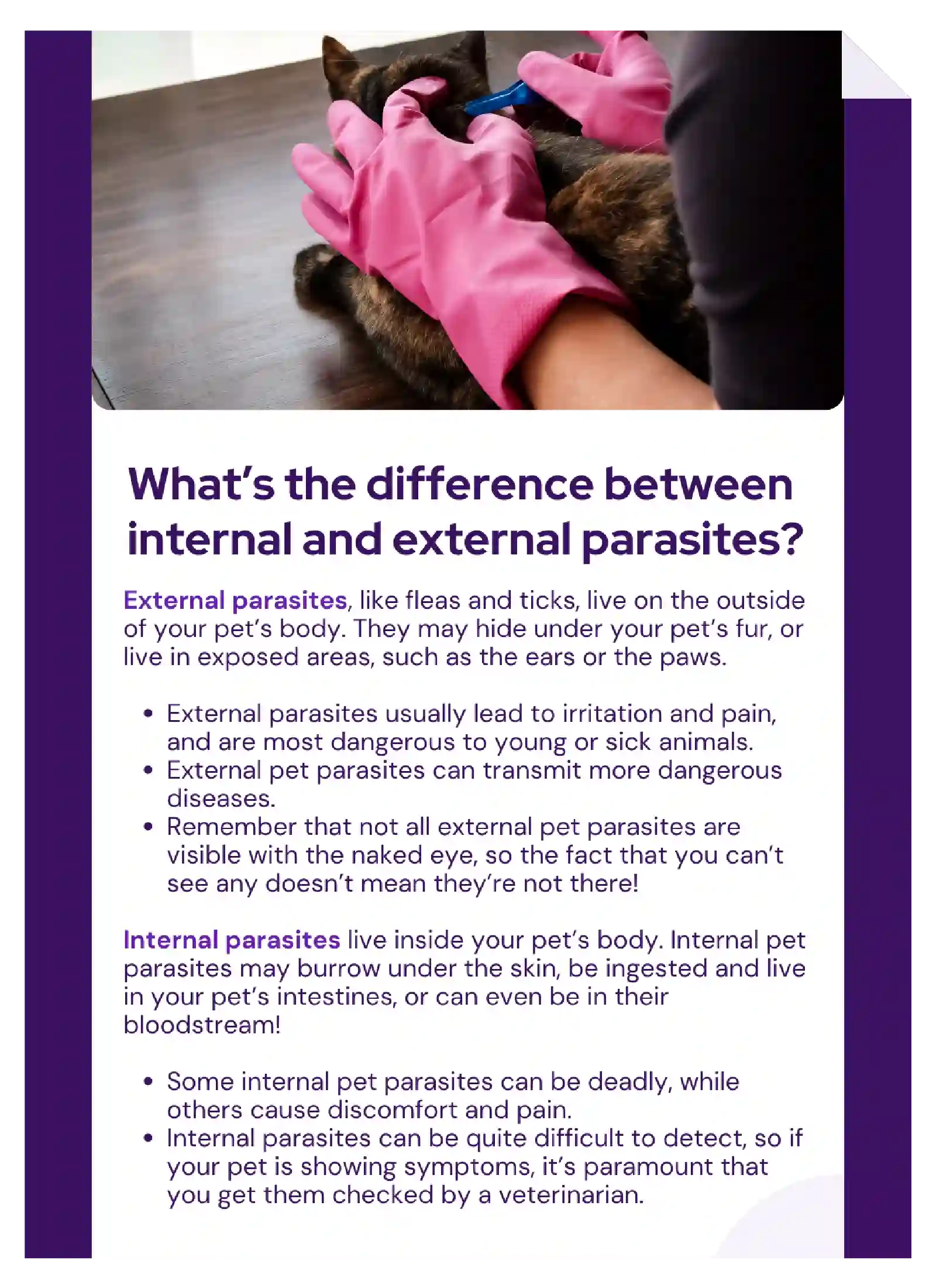 Vetstoria content packs pet parasite prevention feature image 1
