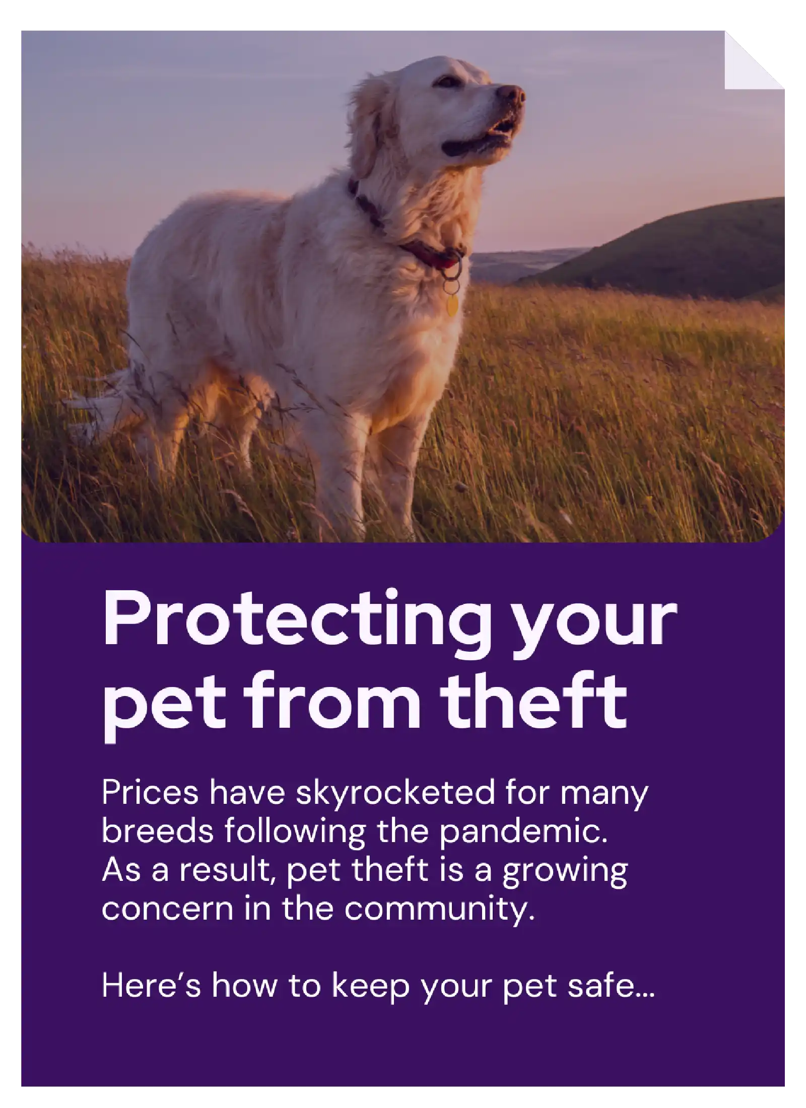Vetstoria content packs - protect pets from theft feature image 2