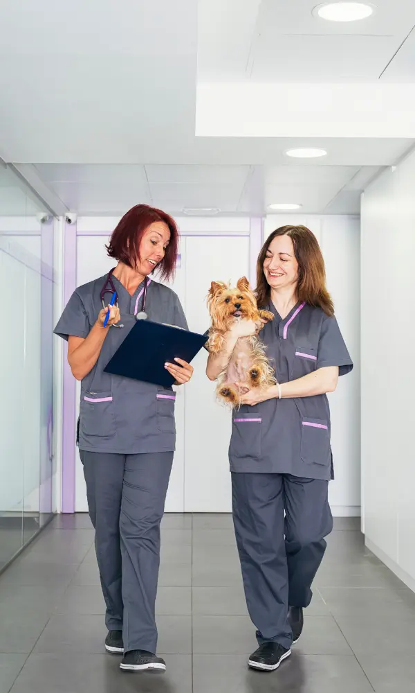 Vet professionals - veterinary clinic