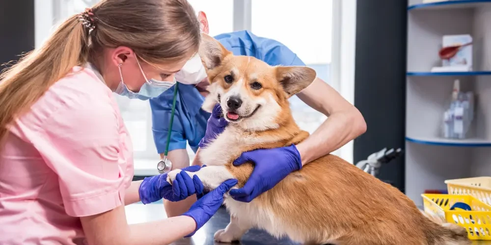 Vetstoria Online Booking - Benefits - Client Retention