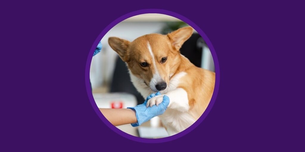 Vetstoria blog - Maximising Efficiency Under Pressure - The Essential Veterinary Triage Checklist