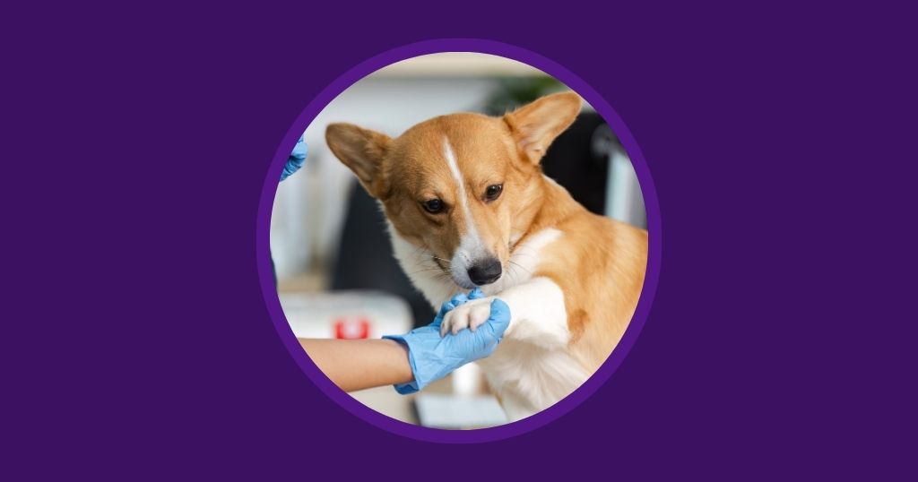 Vetstoria blog - Maximising Efficiency Under Pressure - The Essential Veterinary Triage Checklist