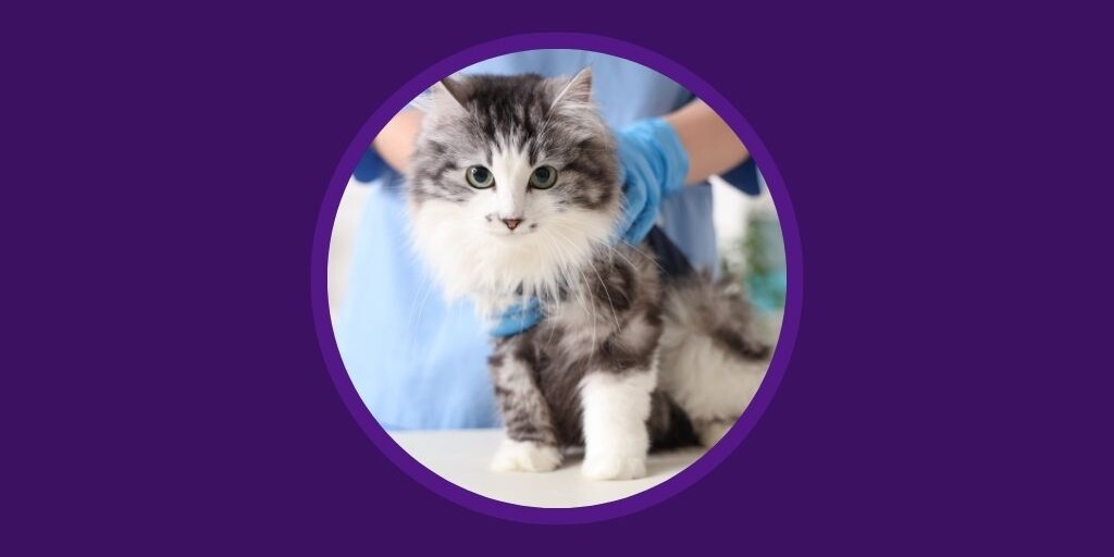 Vetstoria blog - Veterinary Housekeeping Checklist Maintaining a Sterile Practice Environment