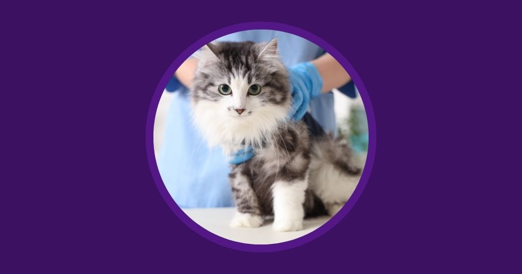 Vetstoria blog - Veterinary Housekeeping Checklist Maintaining a Sterile Practice Environment