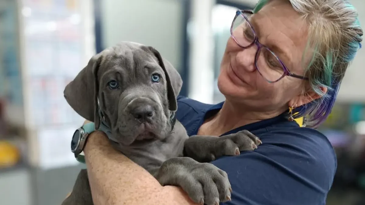 Cairns Veterinary Clinic case study for Vetstoria online booking and websites 5