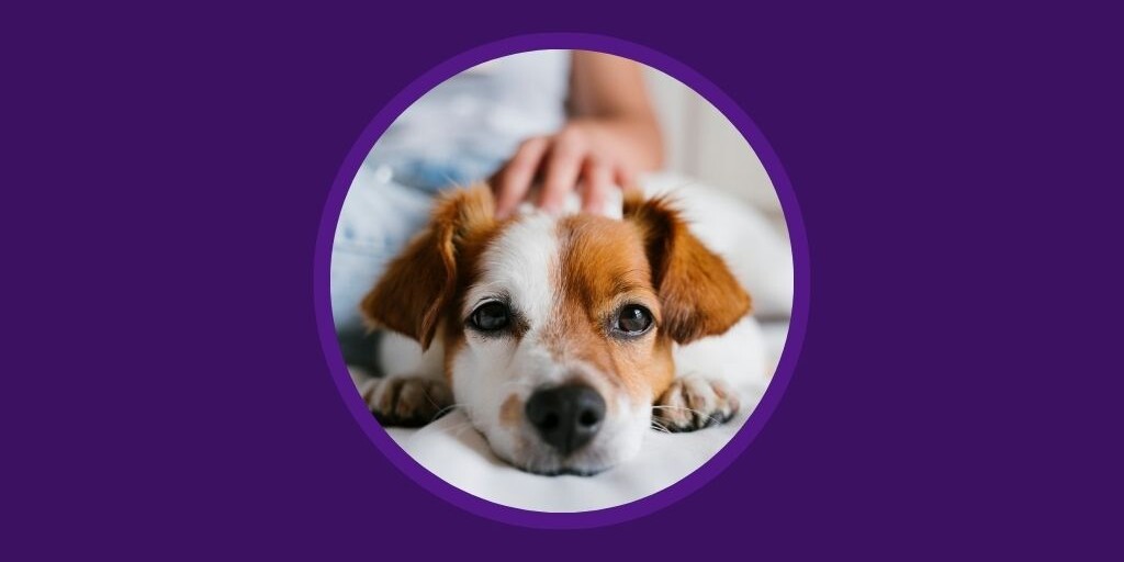 Why 35% of Pet Owners Expect to Change Vets in 2026 - Vetstoria 2026 pet parent report blog