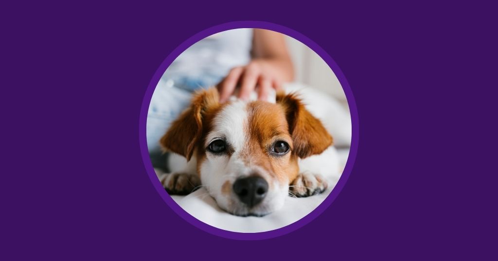 Why 35% of Pet Owners Expect to Change Vets in 2026 - Vetstoria 2026 pet parent report blog