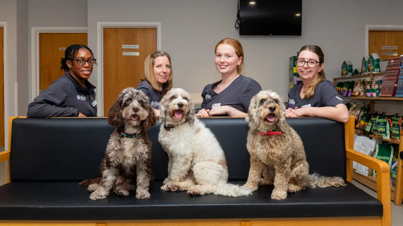 Wylie Veterinary Centre case study for Vetstoria - team 2